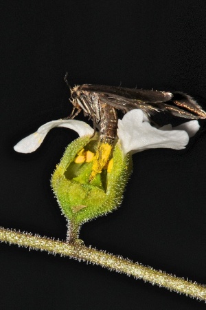 A Greya moth lays its eggs inside a woodland star plant