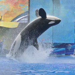 Whale jumping out of water