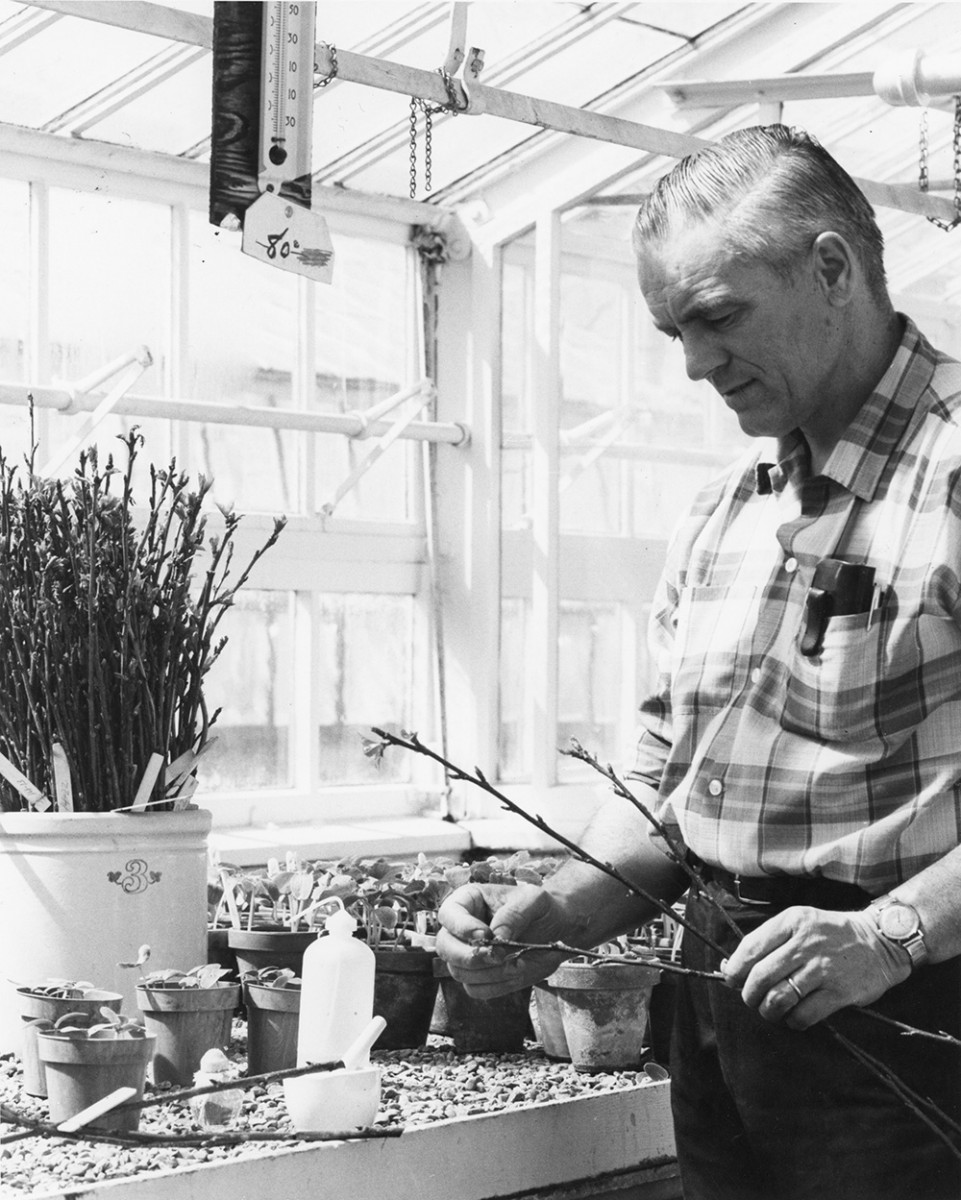 Roger Ways with apple blossoms