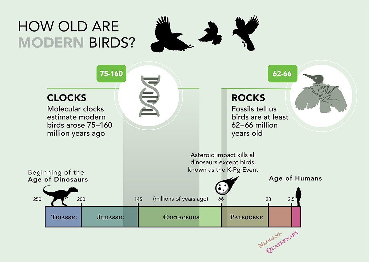 Graphic explaining the evolution of birds