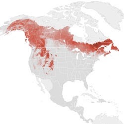 Map showing populations of Kinglet's across Canada