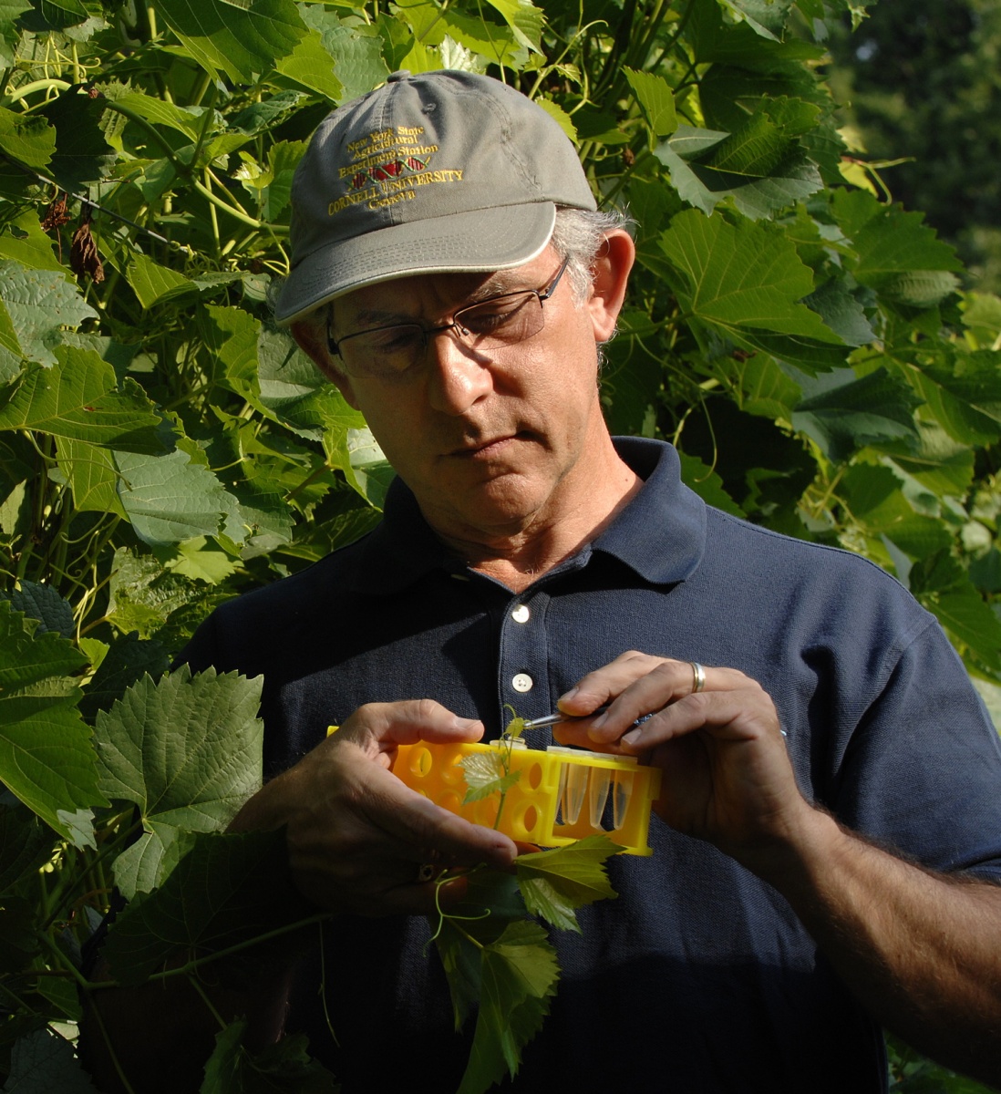 Bruce Reisch taking samples of leaves