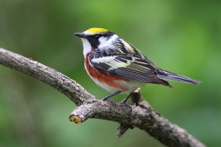 Chestnut sided warbler sits on a branch