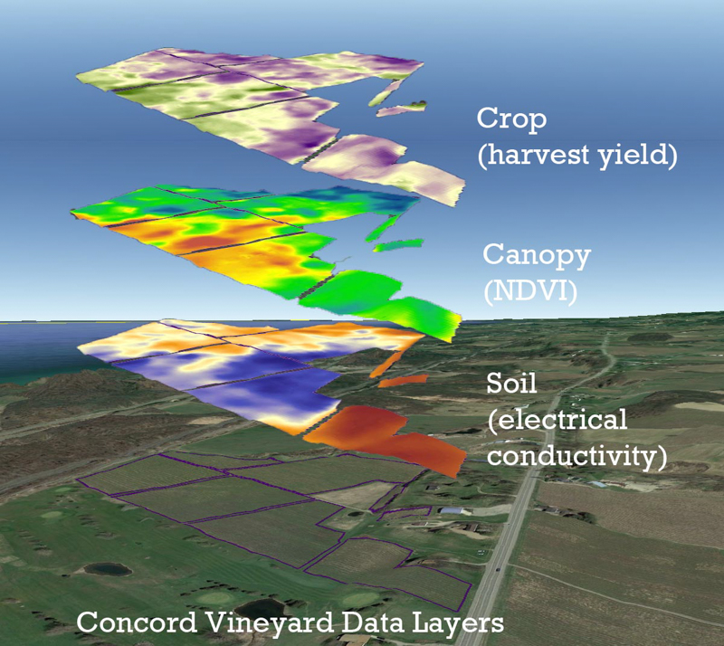 vineyard data