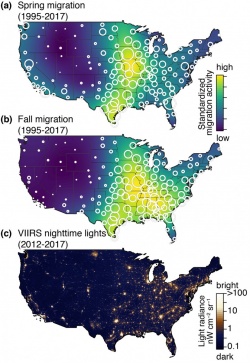 U.S. maps of bird migration
