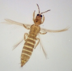 Close up of a winged thrip