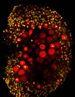 Yellow and red dots on a image of a mouse ovary