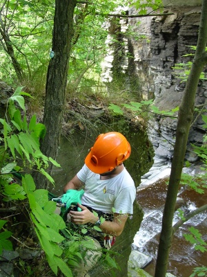 Studying tree while hanging above gorge