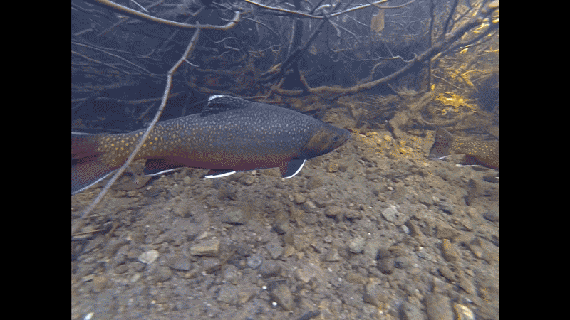 Two fish swimming under water