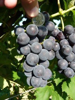 New breed of grape in vineyard