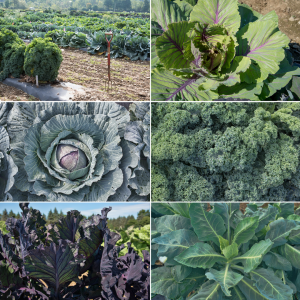 6 different types of kale