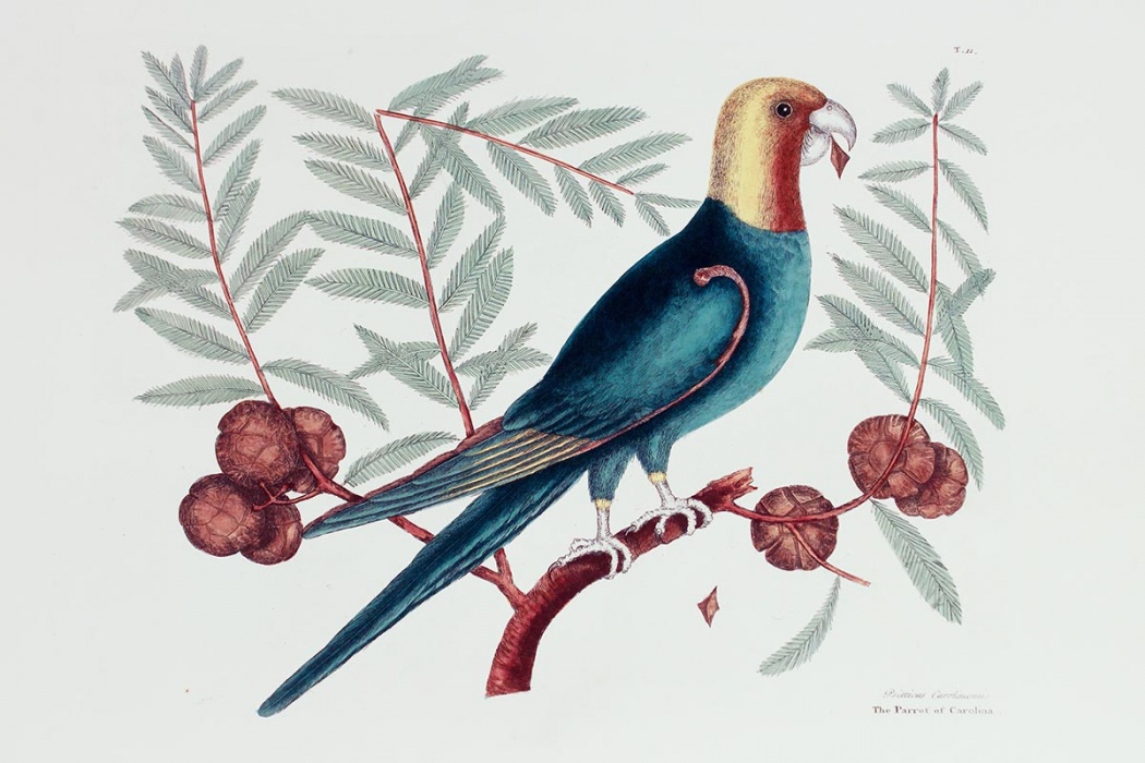 Illustration of Parrot of Carolina