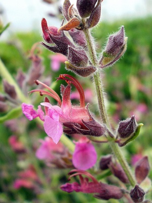 Purple flowers in a field