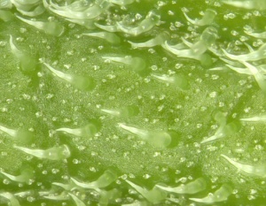 Microscopic view of hair like structure on a leaf