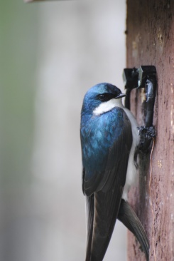 Tree Swallow