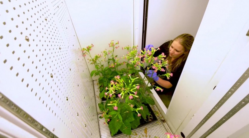 Woman tends to designer plant in laboratory