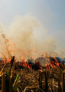 Plants burn in a farm field