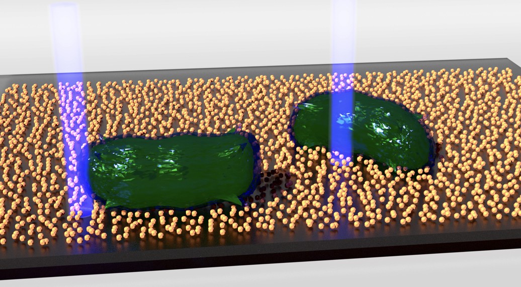 Two green blobs laying on top of hundreds of small yellow circles on a tray  