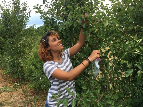 A student picking apples