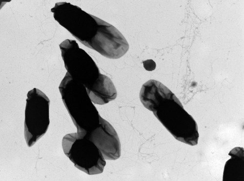 Microscopic view of bacteria