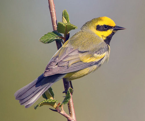 A warbler sitting on a branch