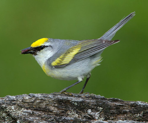 A warbler 