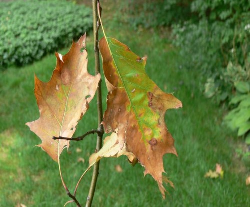 Leaves suffering from Oak Wilt