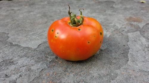 Tomato with bacterial speck disease