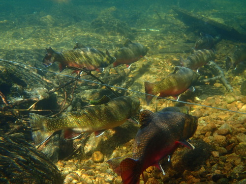 Trout swimming in a lake