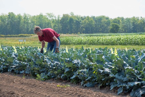 A man harvests broccoli