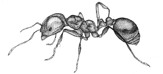 Illustration of an ant
