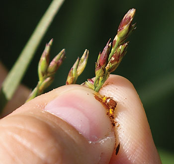 A hand holds switchgrass between two fingers