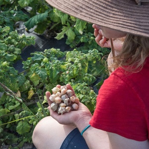 A person wearing a hat holds vegetables in her left hand