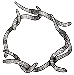 Illustration of earthworms in a circle
