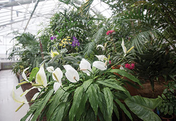 Plants in a greenhouse