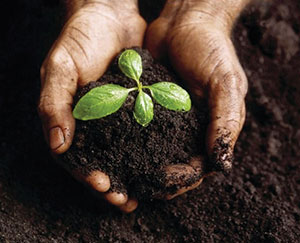Two hands cupped together holding dirt with three leaves sprouting out of it