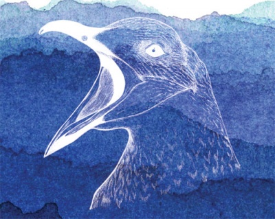 Herring Gull illustration