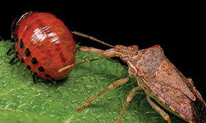 A red beetle sits on the left-side of a leaf as a stink bug approaches behind on the right