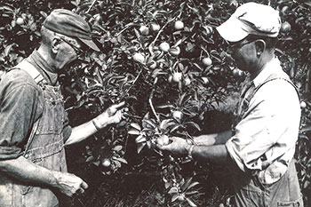 A black and white photo of two people working on a farm outside