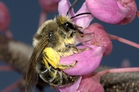 A bee pollinating a pink flower