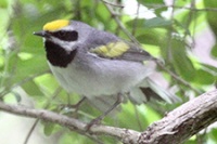 A bird; a golden-winged warbler