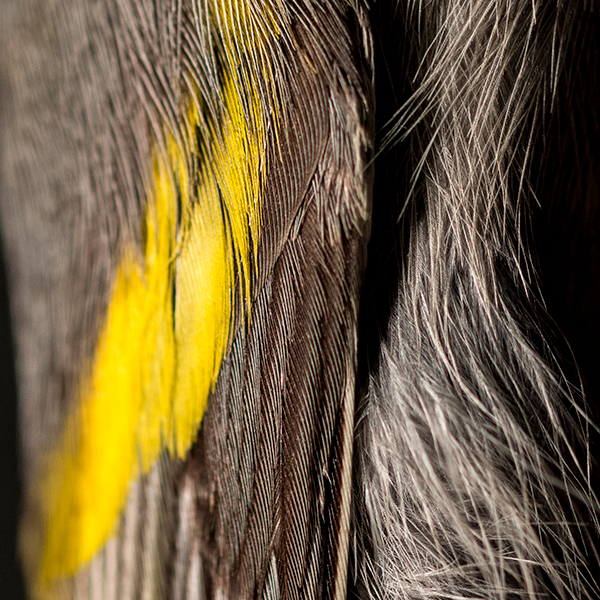 A close up view of grey and yellow bird feathers