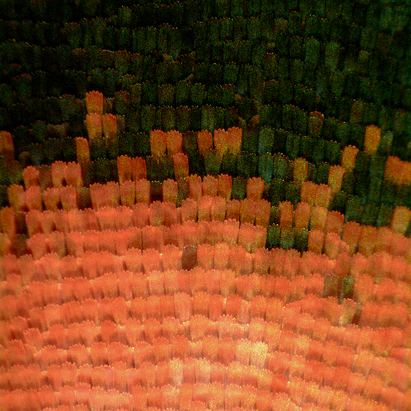 A close up view of the "scales" of a butterfly wing