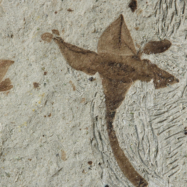 A fossilized flower bloom