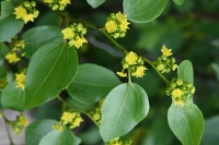 Yellow flowers blooming