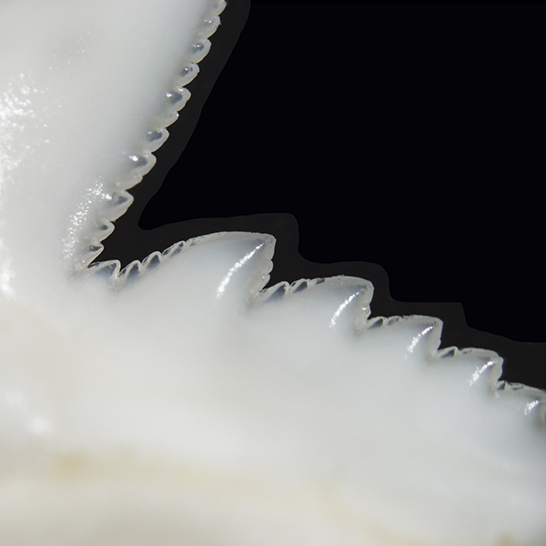 A close up view of shark teeth