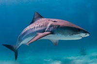 A shark swimming underwater
