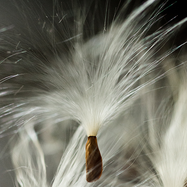 A close up view of seeds from the pale swallow-wort, a weed