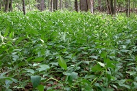 A weed; Pale Swallow-Wort