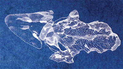 Paired Lungs illustration